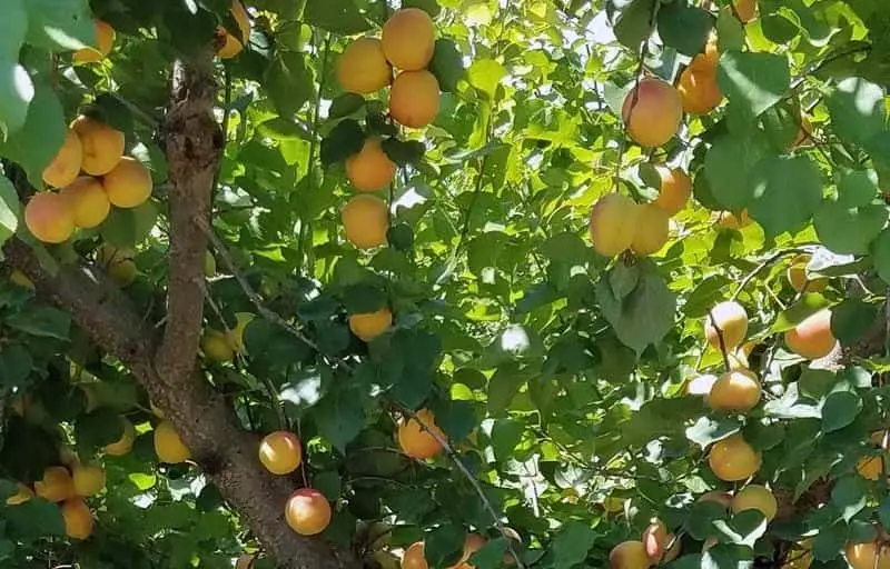 representative photo for Peach Picking Farms in Brentwood, California