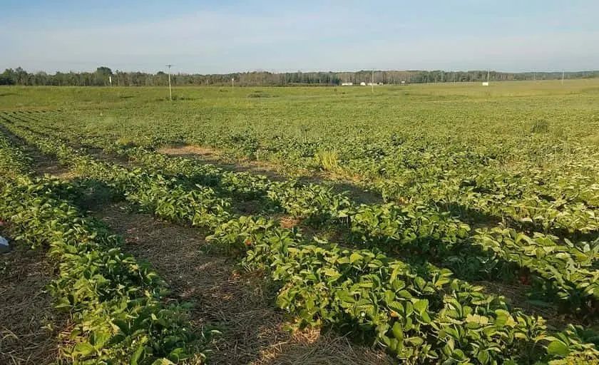 representative photo for Strawberry Picking Farms in  Michigan