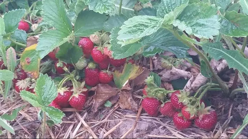 Photo of AJ’s Berry Farm Lachine, Michigan - 3