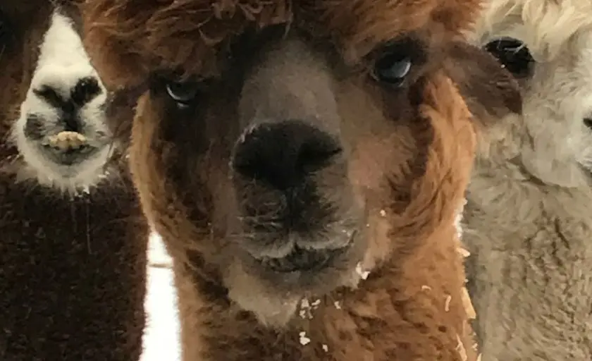 Photo of Alpaca  at Bella Alpacas Farm Sanctuary New Milford, Connecticut