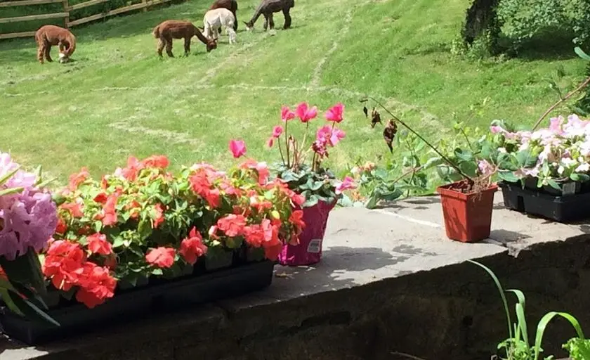 representative photo for Alpaca  Farms in New Milford, Connecticut