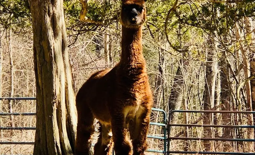 Photo of Alpaca at Bella Alpacas Farm Sanctuary New Milford, Connecticut - 3