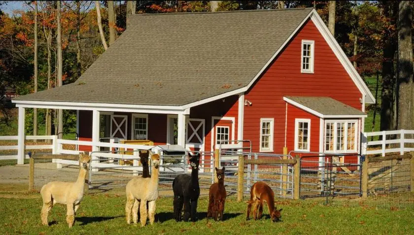 Photo of Alpaca  at Bluebird Farm Alpacas Far Hills, New jersey