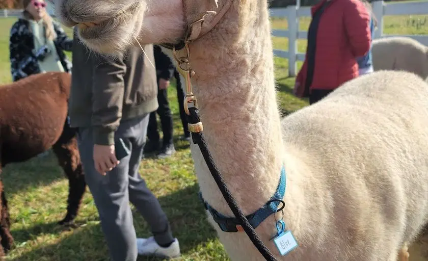 representative photo for Alpaca  Farms in Far Hills, New Jersey