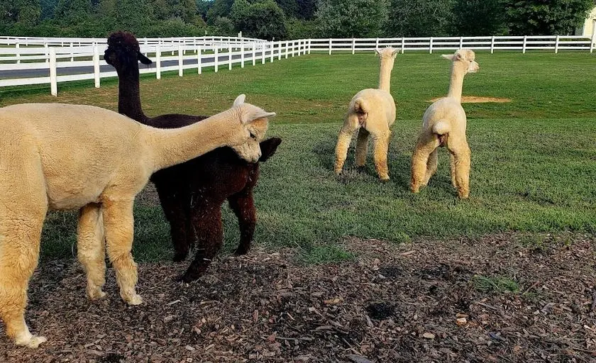 Photo of Alpaca  at Bluebird Farm Alpacas Far Hills, New jersey - 3