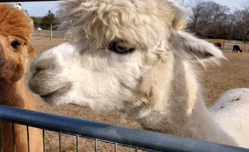 Photo of Alpaca  at Edel Haus Alpaca Farm Wall Township, New jersey