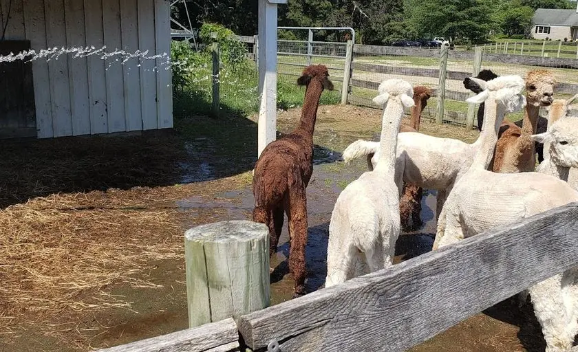 Photo of Alpaca at Edel Haus Alpaca Farm Wall Township, New Jersey - 3