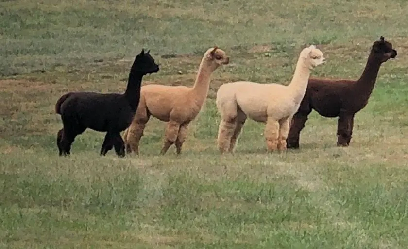 Photo of Alpaca  at Ever After Alpaca Farm Broad Run, Virginia