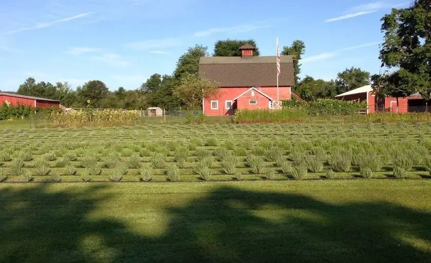 Photo of Alpaca  at Hidden Spring Lavender & Alpaca Farm in NJ Skillman, New jersey