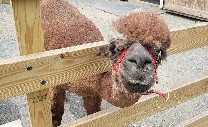Photo of Alpaca  at Hidden Spring Lavender & Alpaca Farm in NJ Skillman, New jersey - 3