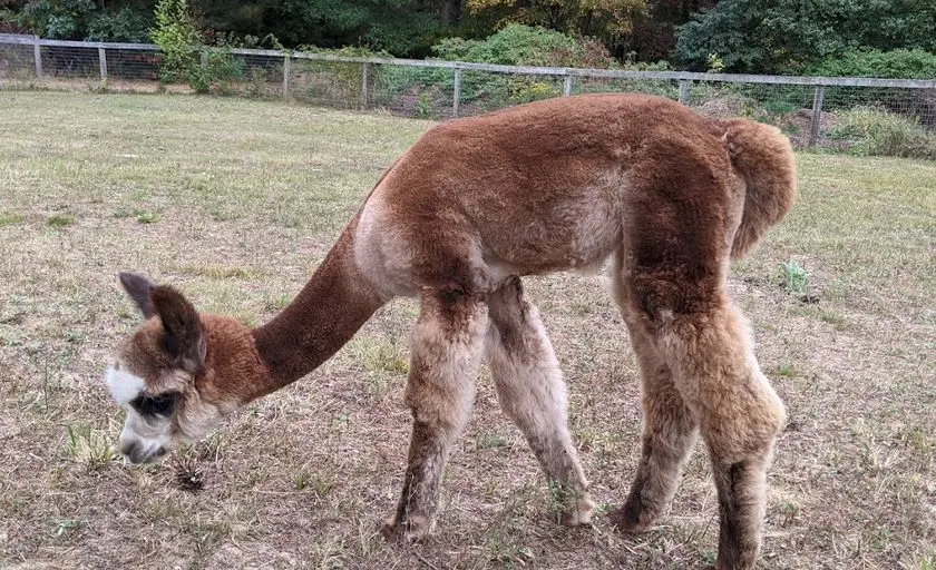 Photo of Alpaca  at Pine Hill Alpaca Farm Sterling, Connecticut