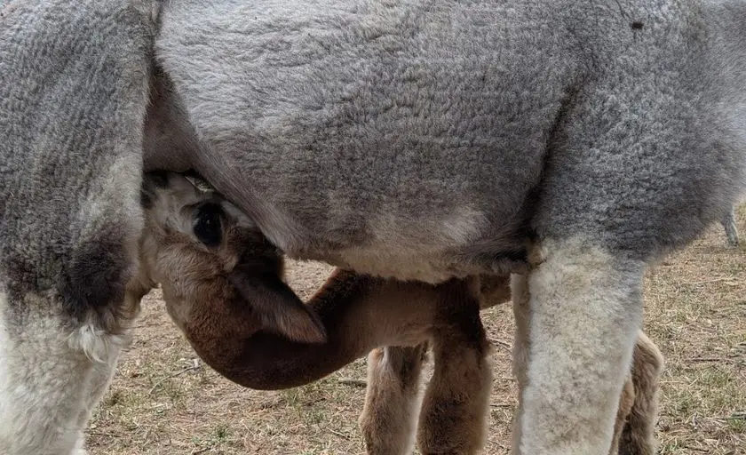 representative photo for Alpaca  Farms in Sterling, Connecticut