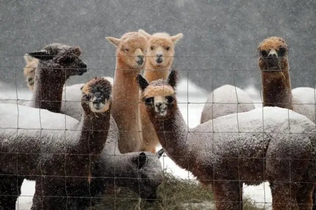 Photo of Alpaca  at Smith Mountain Lake Farm Alpacas Hardy, Virginia