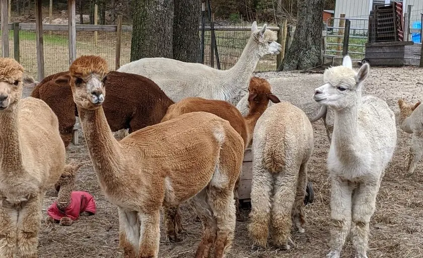 representative photo for Alpaca  Farms in Egg Harbor Township, New Jersey
