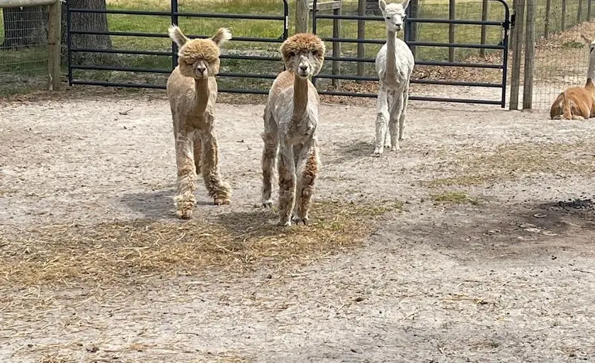 Photo of Alpaca  at Winding Creek Alpaca Farm Egg Harbor Township, New jersey - 3
