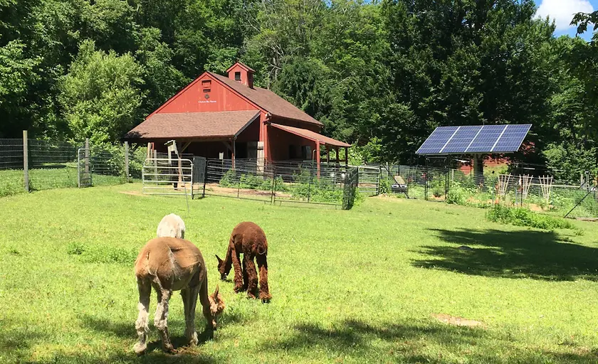 Photo of Alpaca Farm at Chakana Sky Alpacas Chester, Connecticut - 1