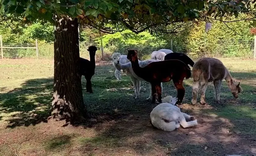 Photo of Alpaca Farm at Chakana Sky Alpacas Chester, Connecticut - 2