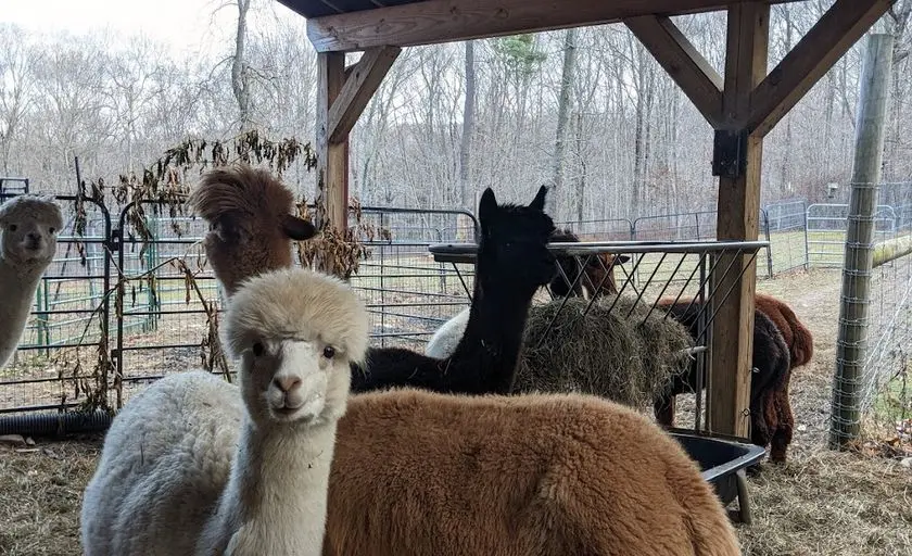 Photo of Alpaca Farm at Chakana Sky Alpacas Chester, Connecticut - 3