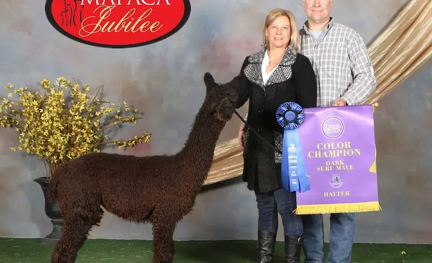 Photo of Alpaca Farm at Double 8 Alpaca Ranch Purcellville, Virginia