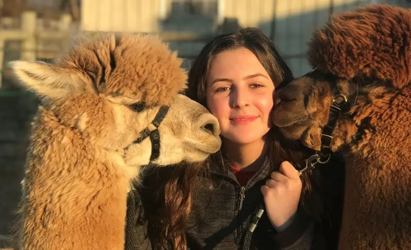 Photo of Alpaca Farm at Double 8 Alpaca Ranch Purcellville, Virginia - 3