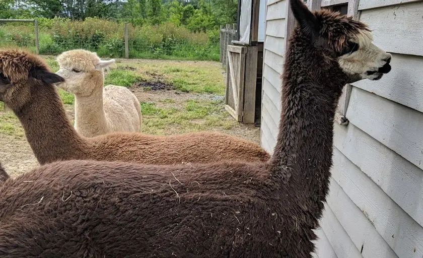 Photo of Alpaca Farm at Dreamland Alpacas Meadowview, Virginia