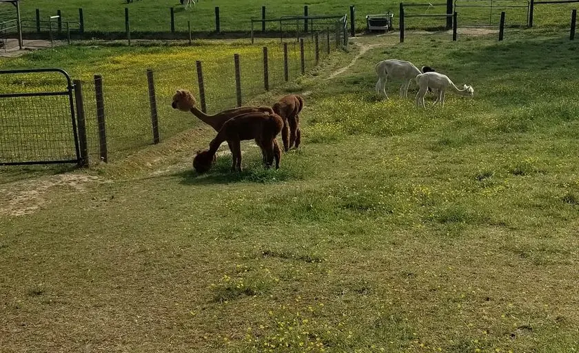 Photo of Alpaca Farm at Dreamland Alpacas Meadowview, Virginia - 3