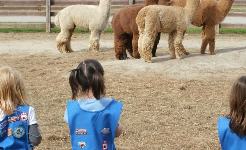 Photo of Alpaca Farm at Eclipse Alpacas Oxford, Michigan