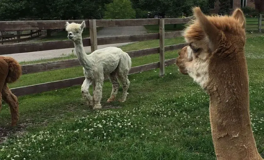 representative photo for Alpaca  Farms in Oxford, Michigan
