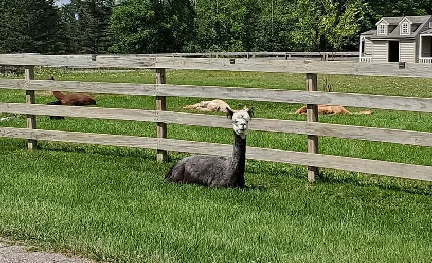 Photo of Alpaca Farm at Eclipse Alpacas Oxford, Michigan - 3