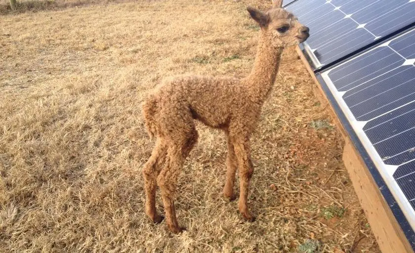 Photo of Alpaca Farm at Good Karma Ranch Alpacas Iron Station, North carolina