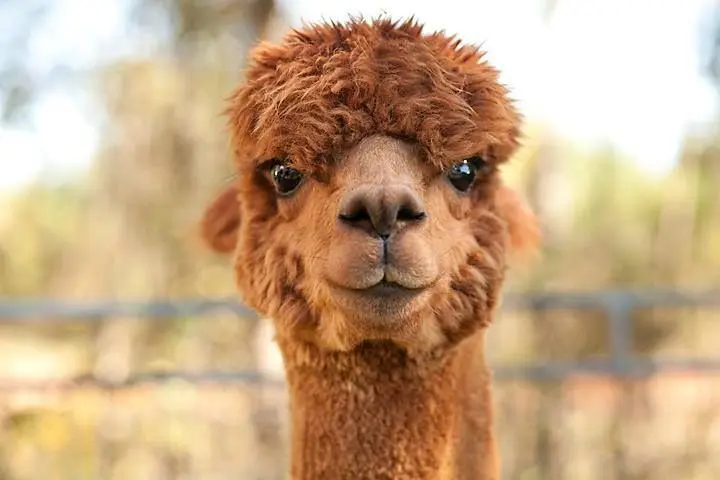 representative photo for Alpaca  Farms in Iron Station, North Carolina