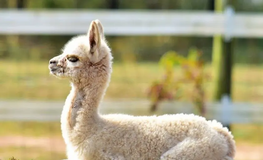 Photo of Alpaca Farm at Good Karma Ranch Alpacas Iron Station, North Carolina - 3