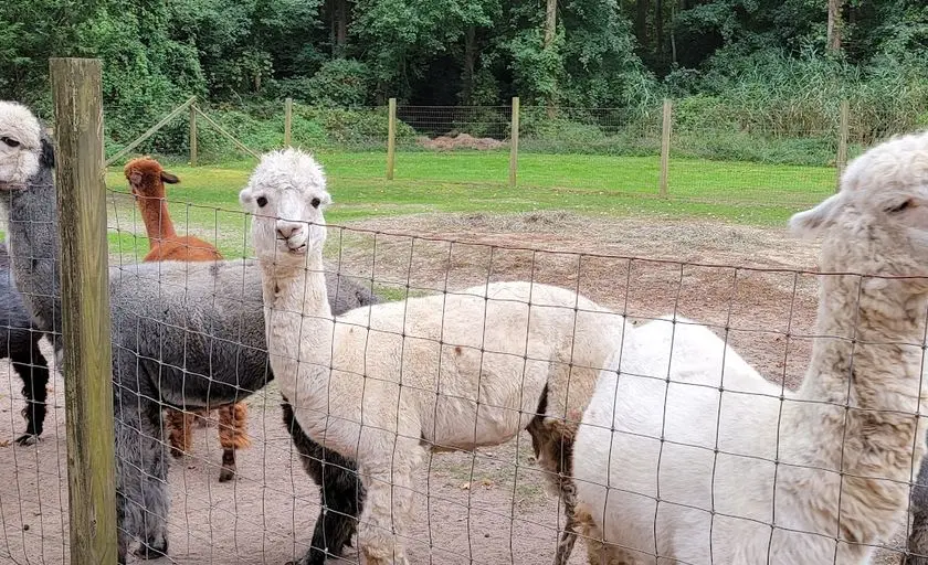 representative photo for Alpaca  Farms in Cape May, New Jersey