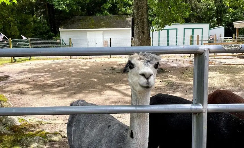 Photo of Alpaca Farm at Jersey Shore Alpacas Cape May, New jersey - 3