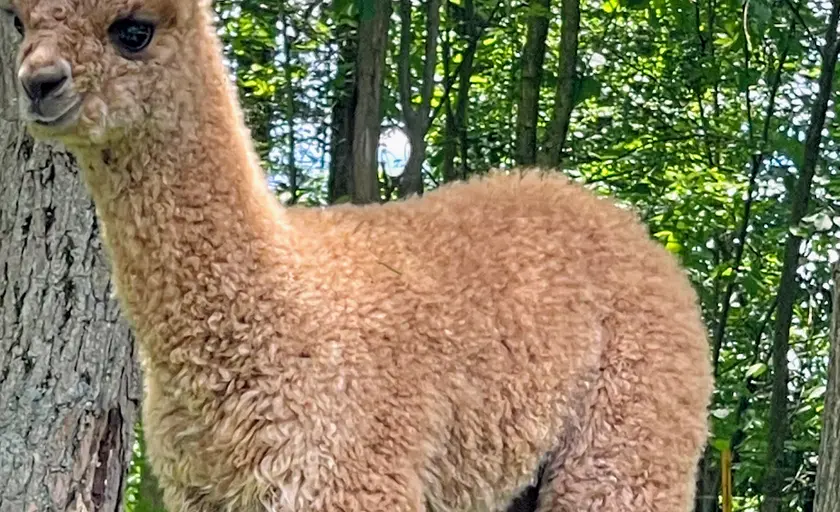 Photo of Alpaca Farm at Oasis Acres Alpaca Highland Charter Twp, Michigan