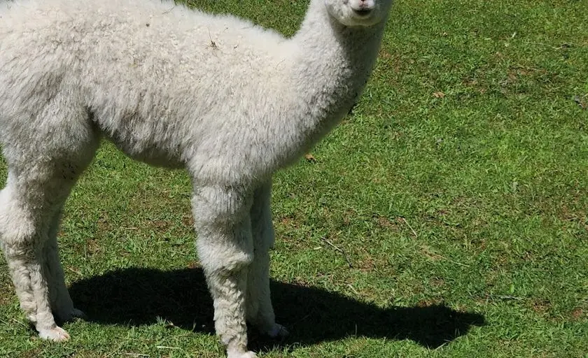 representative photo for Alpaca  Farms in Highland Charter Twp, Michigan