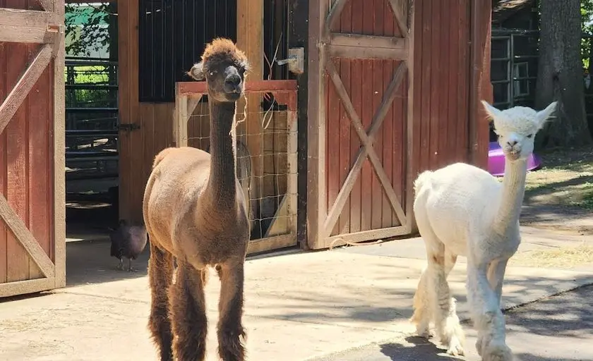 Photo of Alpaca Farm at Oasis Acres Alpaca Highland Charter Twp, Michigan - 3