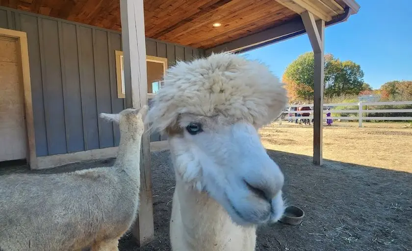 Photo of Alpaca Farm at Roaring Acres Alpacas Suffield, Connecticut