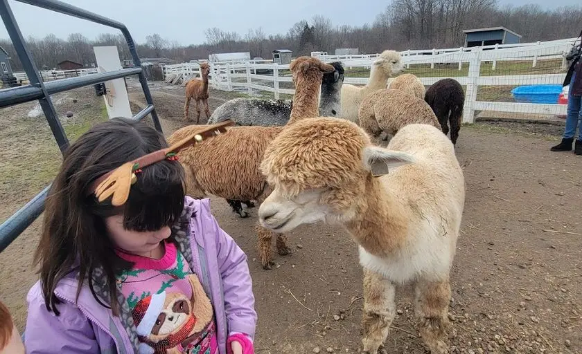 Photo of Alpaca Farm at Roaring Acres Alpacas Suffield, Connecticut - 2