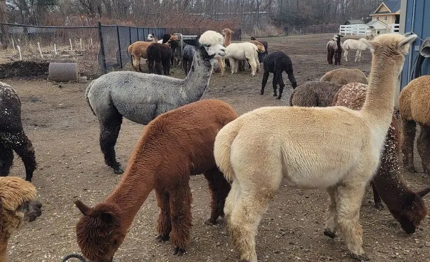 Photo of Alpaca Farm at Roaring Acres Alpacas Suffield, Connecticut - 3