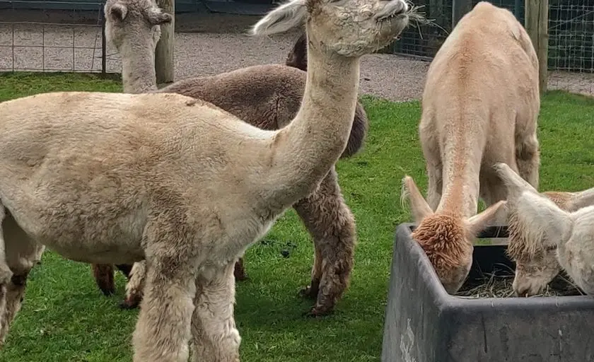 Photo of Alpaca Farm at Triple Diamonds Alpaca Ranch Howell, Michigan