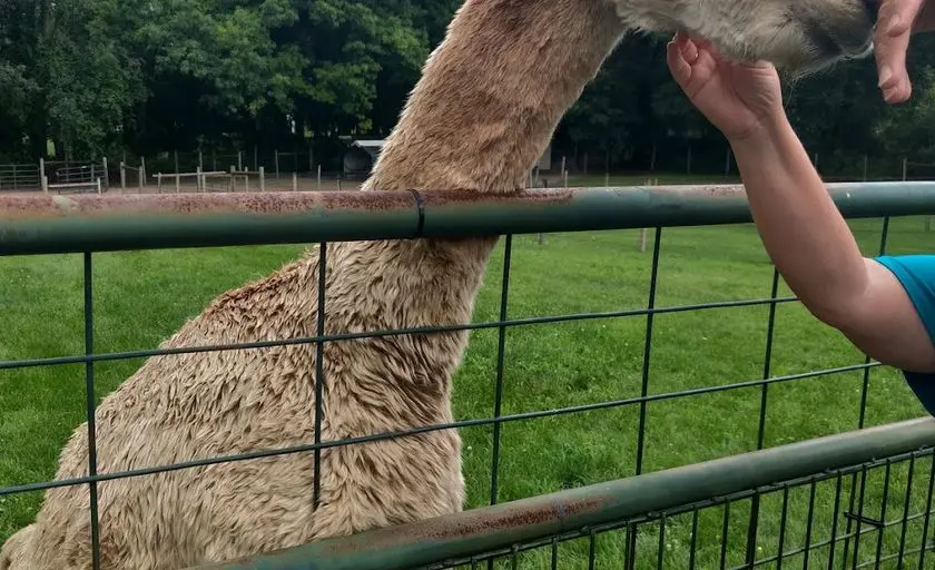 Photo of Alpaca Farm at Triple Diamonds Alpaca Ranch Howell, Michigan - 2