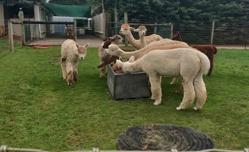 Photo of Alpaca Farm at Triple Diamonds Alpaca Ranch Howell, Michigan - 3