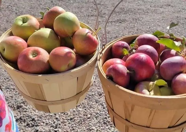 Photo of Apple Picking at Adams Apple Country Store Ault, Colorado