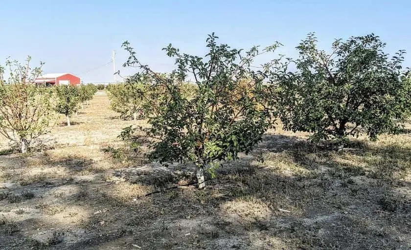 representative photo for Apple Picking Farms in Ault, Colorado
