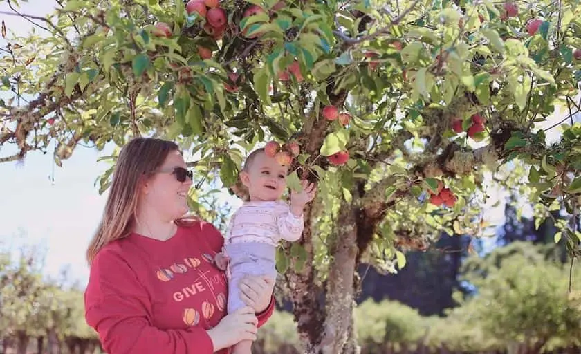 Photo of Apple Picking at Apple A Day Sebastopol, California - 2