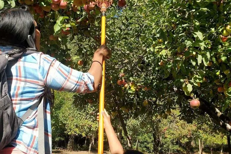 Photo of Apple Picking at Apple A Day Sebastopol, California - 3