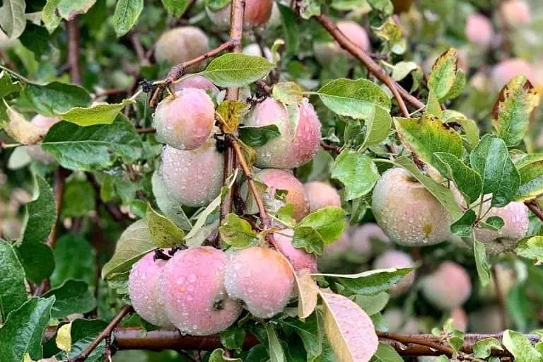 Photo of Apple Picking at Apple Starr Orchard Julian, California