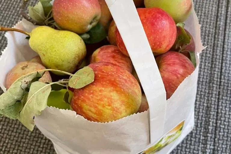 Photo of Apple Picking at Apple Starr Orchard Julian, California - 2