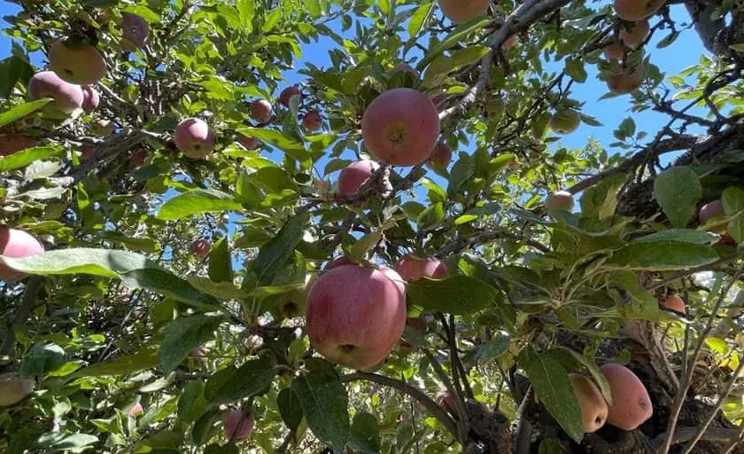 Photo of Apple Picking at Apple Starr Orchard Julian, California - 3
